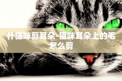 什貓咪剪耳朵-貓咪耳朵上的毛怎么剪