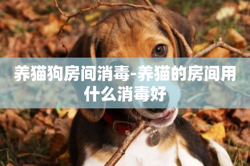 養貓狗房間消毒-養貓的房間用什么消毒好