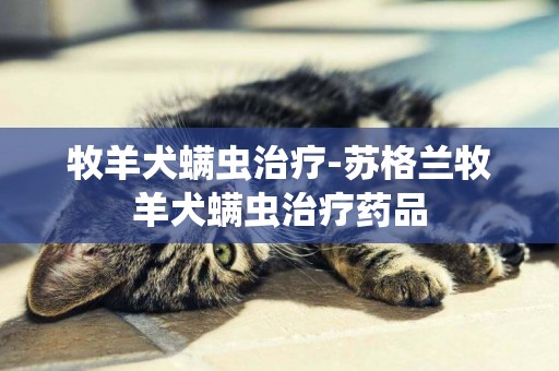 牧羊犬螨蟲治療-蘇格蘭牧羊犬螨蟲治療藥品