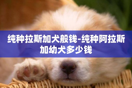 純種拉斯加犬般錢-純種阿拉斯加幼犬多少錢