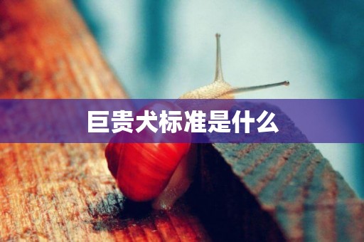 巨貴犬標準是什么