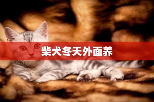 柴犬冬天外面養