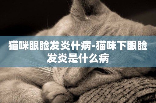 貓咪眼瞼發炎什病-貓咪下眼瞼發炎是什么病
