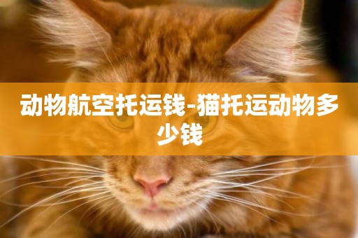 動物航空托運錢-貓托運動物多少錢
