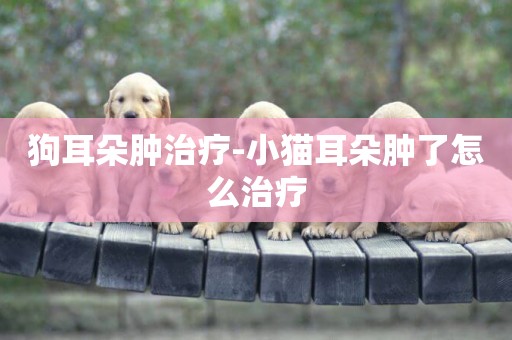 狗耳朵腫治療-小貓耳朵腫了怎么治療