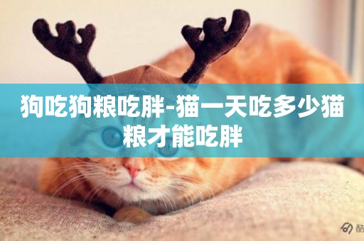 狗吃狗糧吃胖-貓一天吃多少貓糧才能吃胖