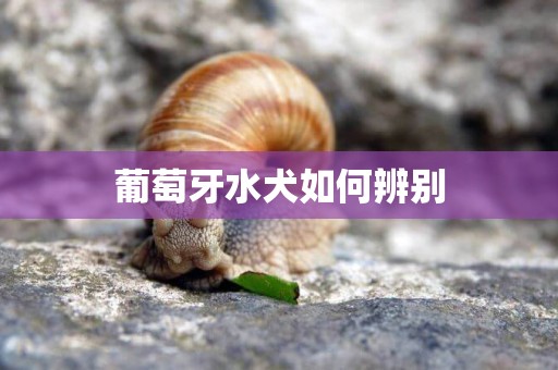 葡萄牙水犬如何辨別