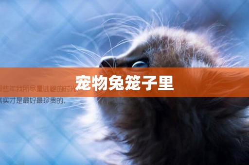 寵物兔籠子里
