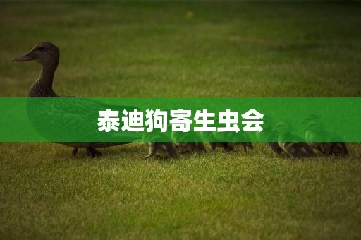 泰迪狗寄生蟲會