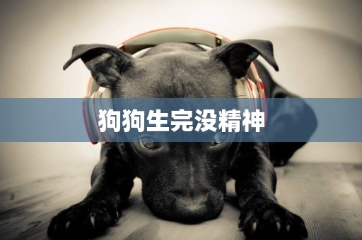 狗狗生完沒精神