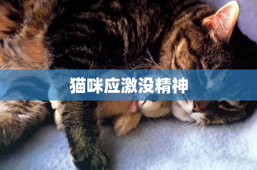 貓咪應激沒精神