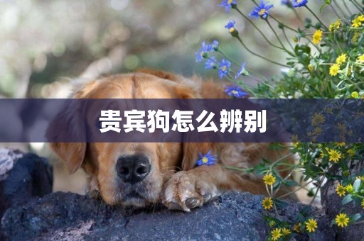 貴賓狗怎么辨別