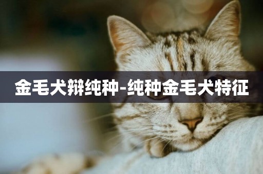 金毛犬辯純種-純種金毛犬特征