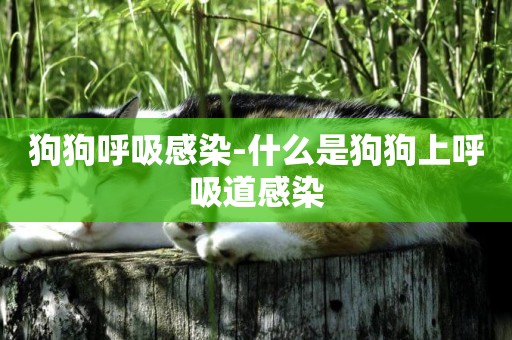 狗狗呼吸感染-什么是狗狗上呼吸道感染