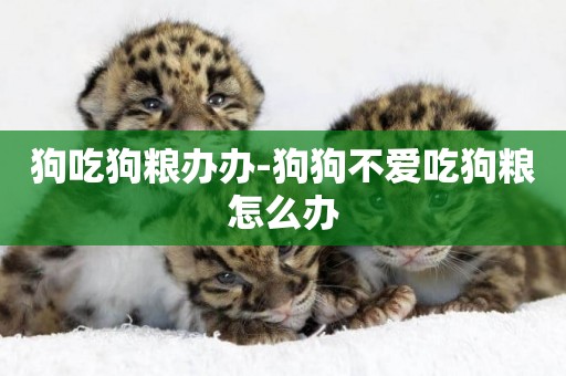 狗吃狗糧辦辦-狗狗不愛吃狗糧怎么辦