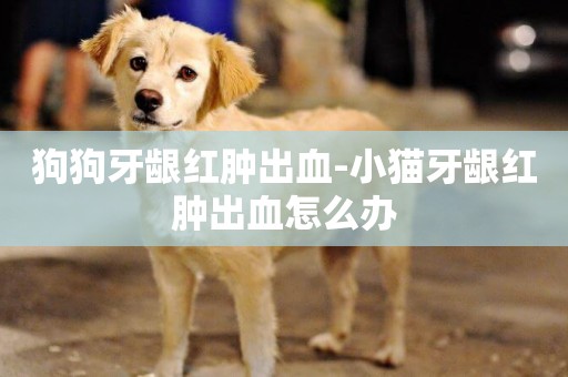 狗狗牙齦紅腫出血-小貓牙齦紅腫出血怎么辦