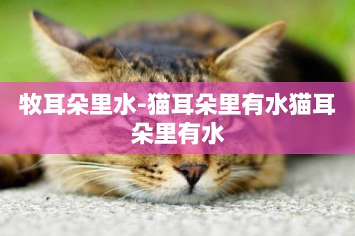 牧耳朵里水-貓耳朵里有水貓耳朵里有水
