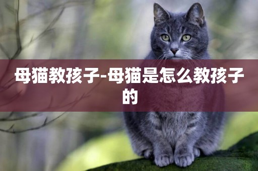 母貓教孩子-母貓是怎么教孩子的