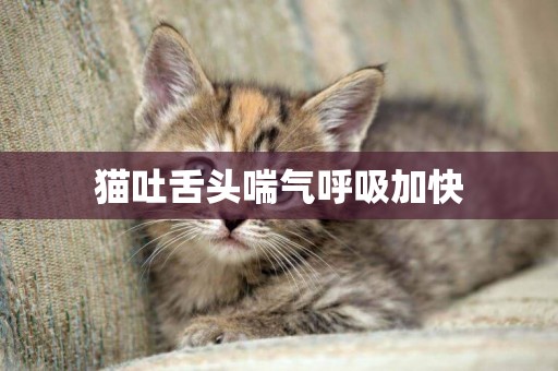 貓吐舌頭喘氣呼吸加快