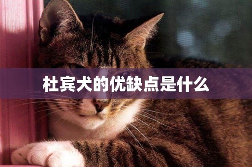 杜賓犬的優缺點是什么