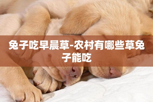 兔子吃早晨草-農村有哪些草兔子能吃