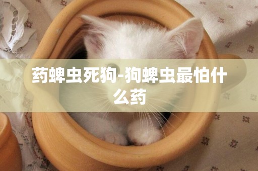 藥蜱蟲死狗-狗蜱蟲最怕什么藥