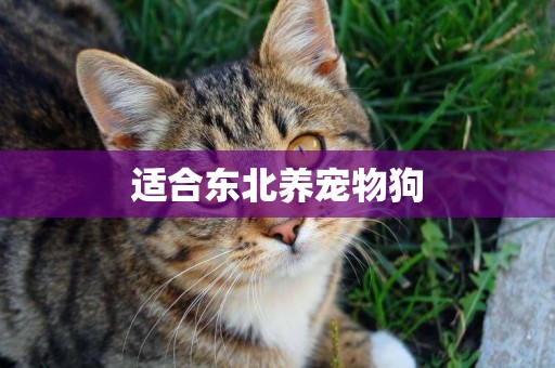 適合東北養寵物狗