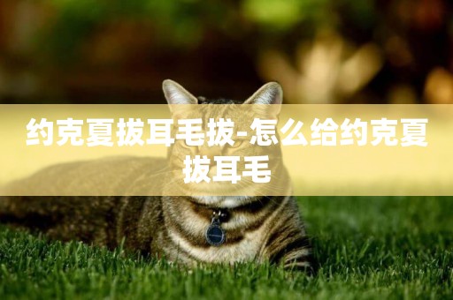 約克夏拔耳毛拔-怎么給約克夏拔耳毛