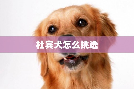 杜賓犬怎么挑選