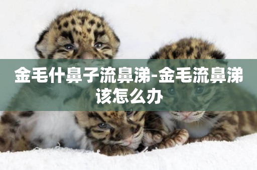 金毛什鼻子流鼻涕-金毛流鼻涕該怎么辦