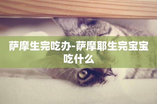 薩摩生完吃辦-薩摩耶生完寶寶吃什么