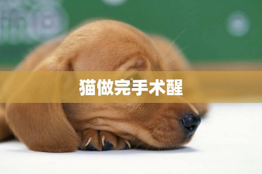 貓做完手術醒