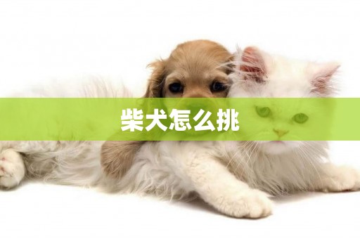 柴犬怎么挑