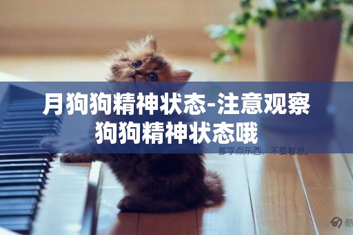 月狗狗精神狀態-注意觀察狗狗精神狀態哦