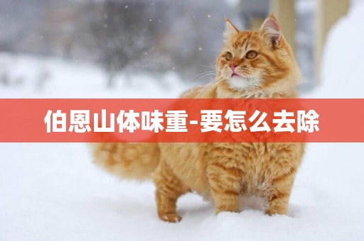 伯恩山體味重-要怎么去除