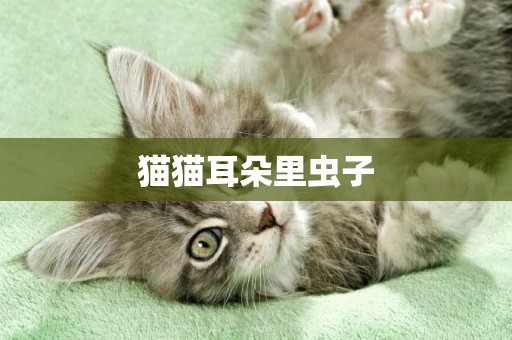 貓貓耳朵里蟲子