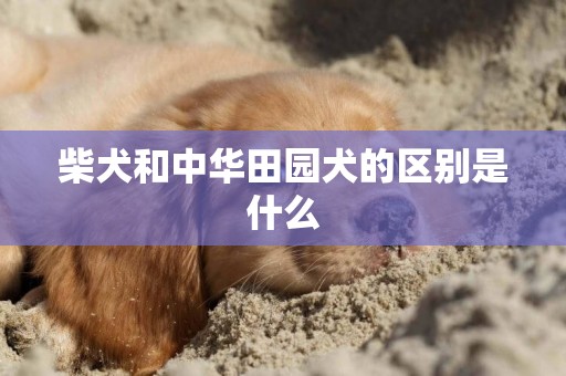 柴犬和中華田園犬的區別是什么
