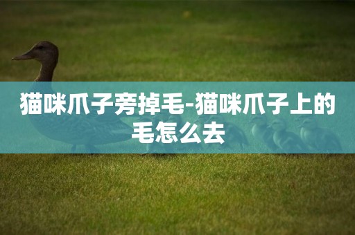 貓咪爪子旁掉毛-貓咪爪子上的毛怎么去
