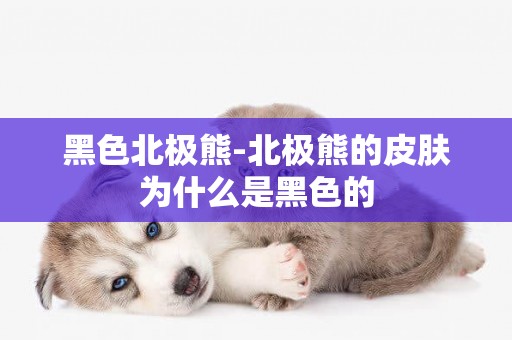 黑色北極熊-北極熊的皮膚為什么是黑色的