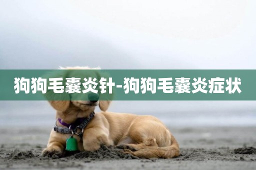 狗狗毛囊炎針-狗狗毛囊炎癥狀