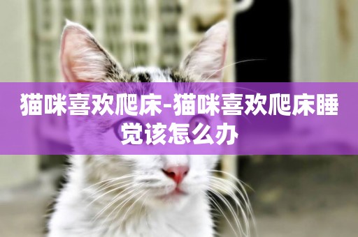 貓咪喜歡爬床-貓咪喜歡爬床睡覺該怎么辦