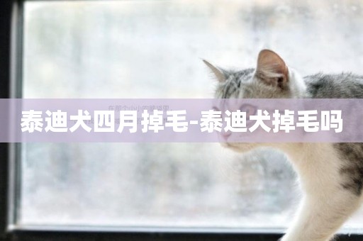 泰迪犬四月掉毛-泰迪犬掉毛嗎