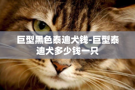 巨型黑色泰迪犬錢-巨型泰迪犬多少錢一只