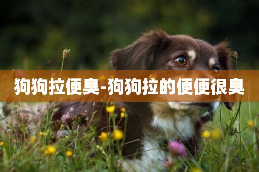 狗狗拉便臭-狗狗拉的便便很臭