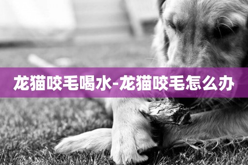 龍貓咬毛喝水-龍貓咬毛怎么辦