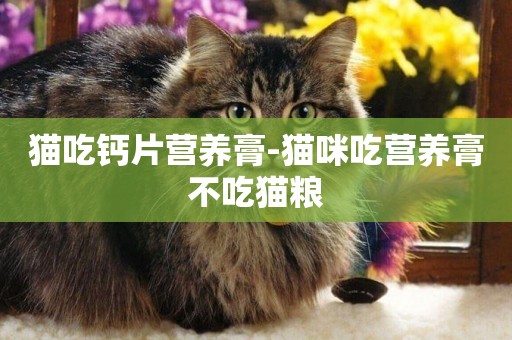 貓吃鈣片營養膏-貓咪吃營養膏不吃貓糧