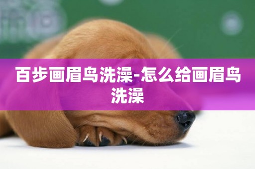 百步畫眉鳥洗澡-怎么給畫眉鳥洗澡