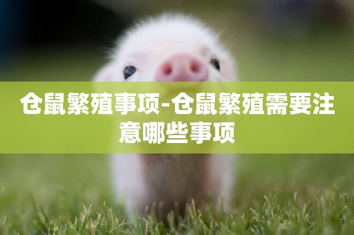 倉鼠繁殖事項-倉鼠繁殖需要注意哪些事項