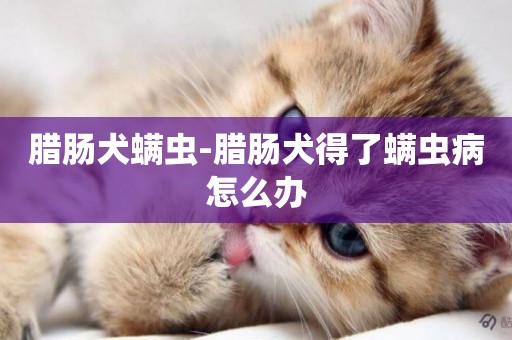 臘腸犬螨蟲-臘腸犬得了螨蟲病怎么辦