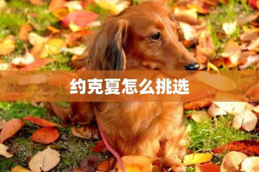 約克夏怎么挑選